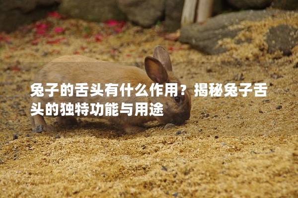 兔子的舌头有什么作用？揭秘兔子舌头的独特功能与用途
