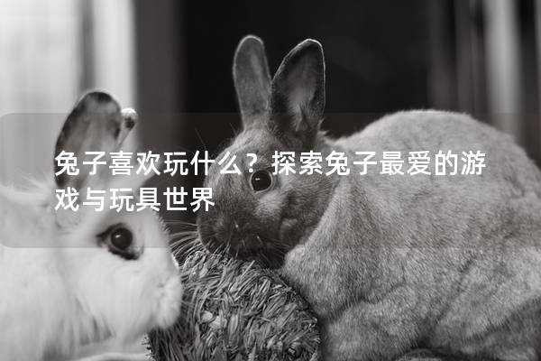 兔子喜欢玩什么？探索兔子最爱的游戏与玩具世界