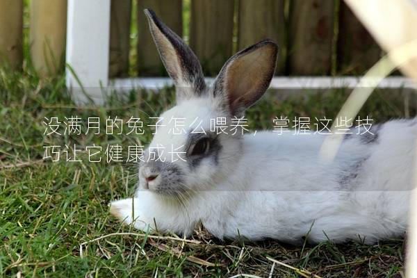 没满月的兔子怎么喂养，掌握这些技巧让它健康成长