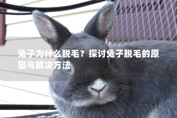 兔子为什么脱毛？探讨兔子脱毛的原因与解决方法