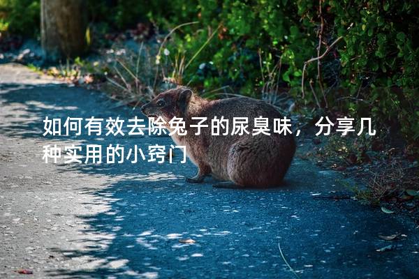 如何有效去除兔子的尿臭味，分享几种实用的小窍门