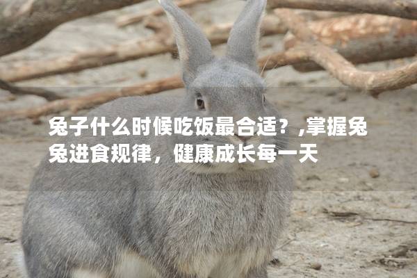兔子什么时候吃饭最合适？,掌握兔兔进食规律，健康成长每一天