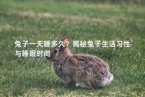 兔子一天睡多久？揭秘兔子生活习性与睡眠时间