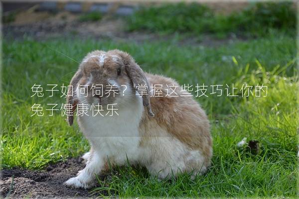 兔子如何饲养？掌握这些技巧让你的兔子健康快乐