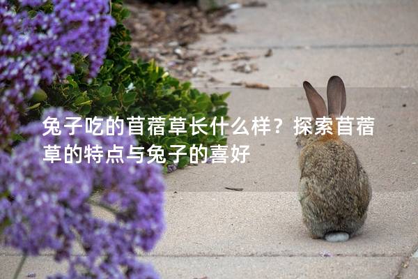 兔子吃的苜蓿草长什么样？探索苜蓿草的特点与兔子的喜好