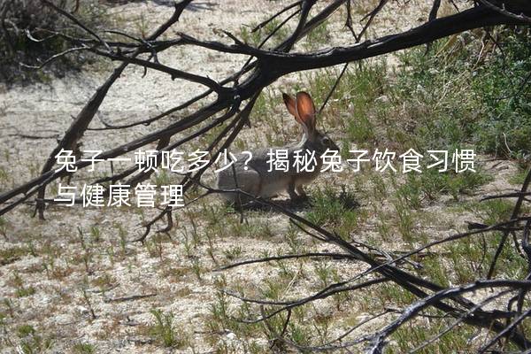 兔子一顿吃多少？揭秘兔子饮食习惯与健康管理