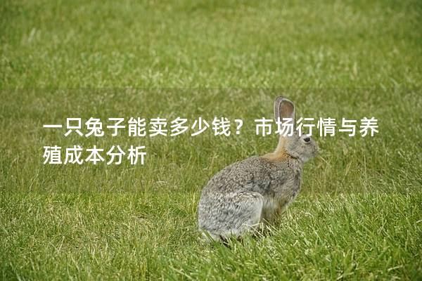 一只兔子能卖多少钱？市场行情与养殖成本分析