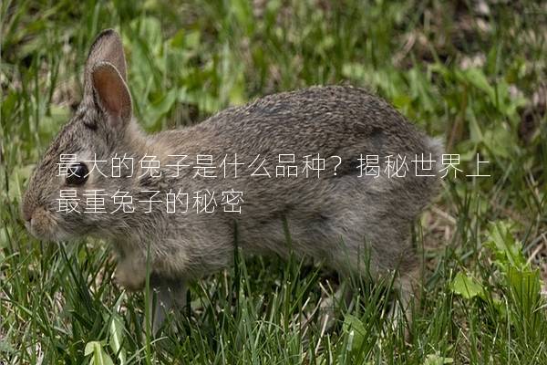 最大的兔子是什么品种？揭秘世界上最重兔子的秘密