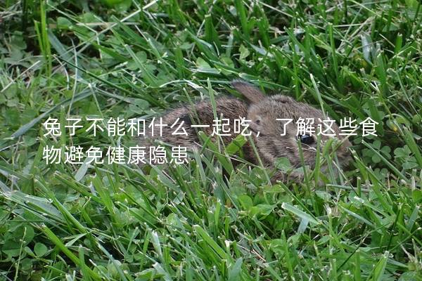 兔子不能和什么一起吃，了解这些食物避免健康隐患