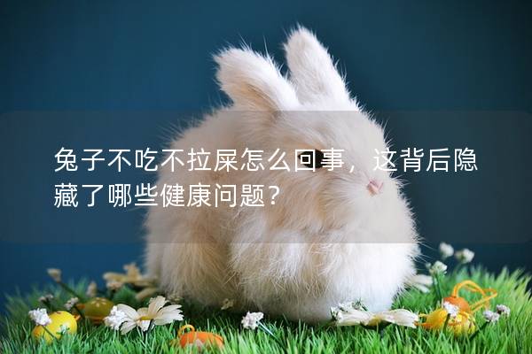 兔子不吃不拉屎怎么回事，这背后隐藏了哪些健康问题？