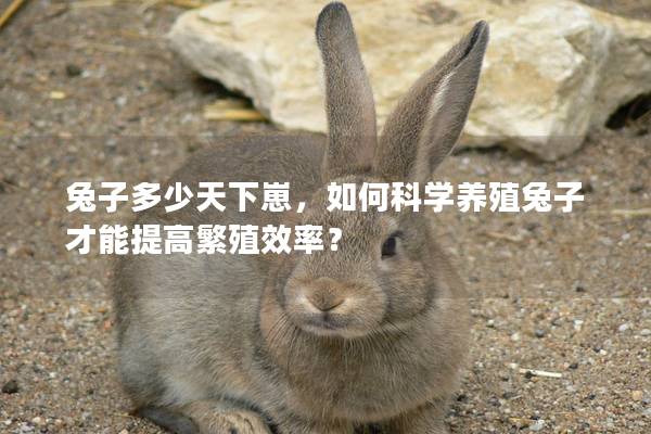 兔子多少天下崽，如何科学养殖兔子才能提高繁殖效率？