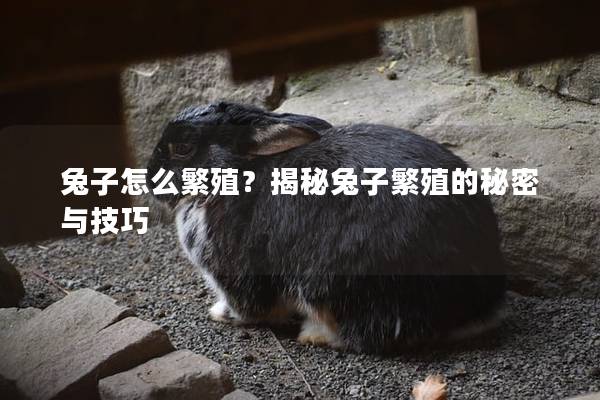 兔子怎么繁殖？揭秘兔子繁殖的秘密与技巧