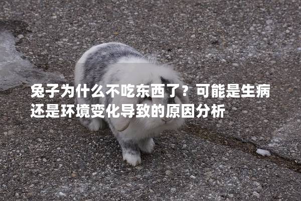 兔子为什么不吃东西了？可能是生病还是环境变化导致的原因分析