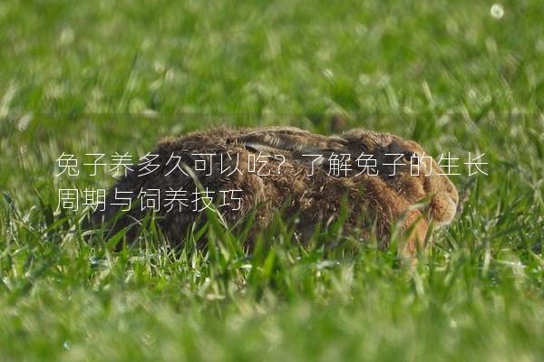 兔子养多久可以吃？了解兔子的生长周期与饲养技巧