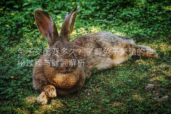 兔子交配要多久？了解兔子繁殖的神秘过程与时间解析