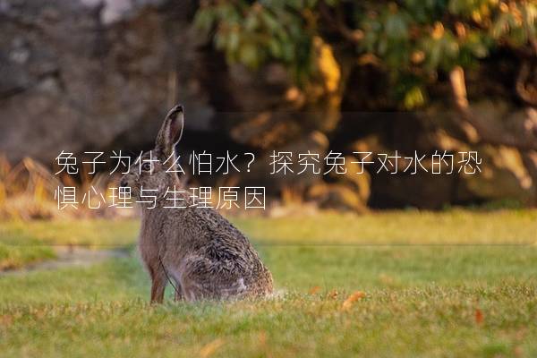 兔子为什么怕水？探究兔子对水的恐惧心理与生理原因