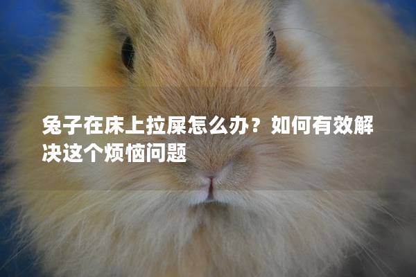 兔子在床上拉屎怎么办？如何有效解决这个烦恼问题