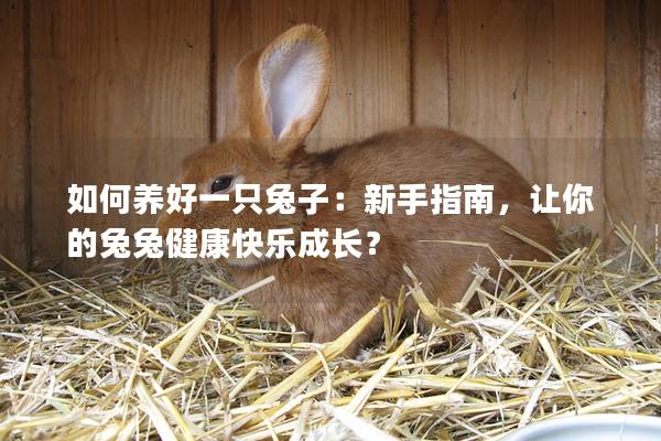 如何养好一只兔子：新手指南，让你的兔兔健康快乐成长？