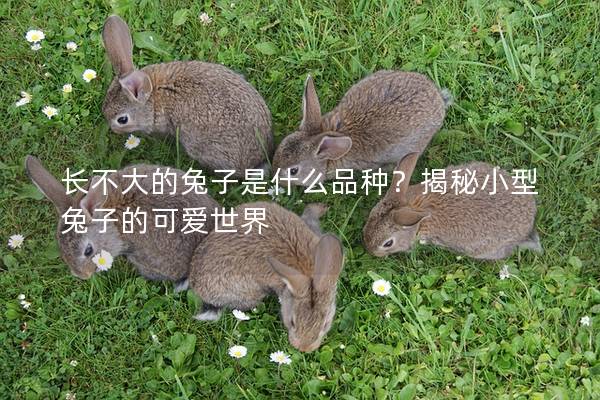 长不大的兔子是什么品种？揭秘小型兔子的可爱世界
