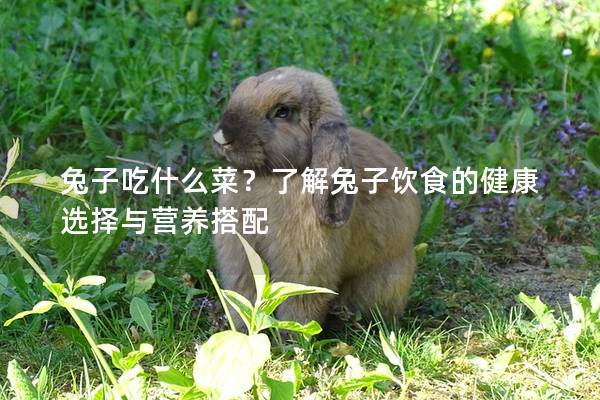 兔子吃什么菜？了解兔子饮食的健康选择与营养搭配