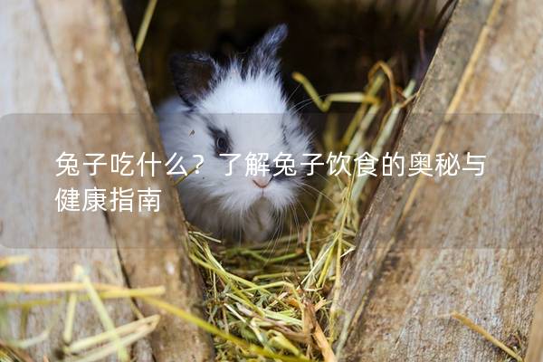 兔子吃什么？了解兔子饮食的奥秘与健康指南