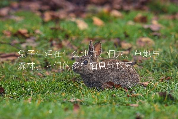 兔子生活在什么地方？洞穴、草地与森林，它们的多样栖息地探索
