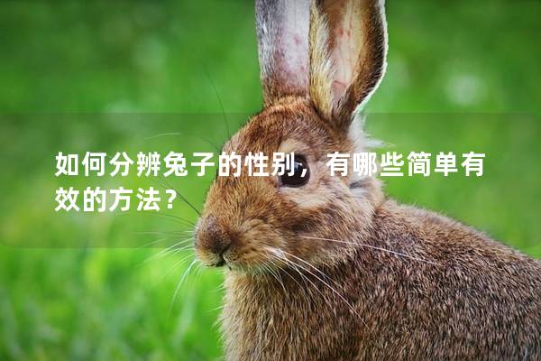 如何分辨兔子的性别，有哪些简单有效的方法？