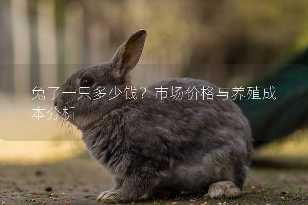 兔子一只多少钱？市场价格与养殖成本分析