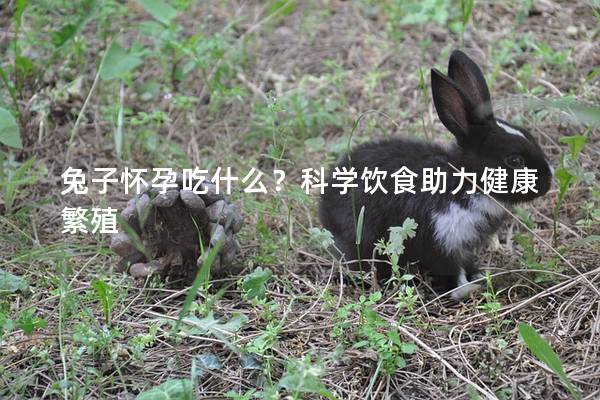 兔子怀孕吃什么？科学饮食助力健康繁殖
