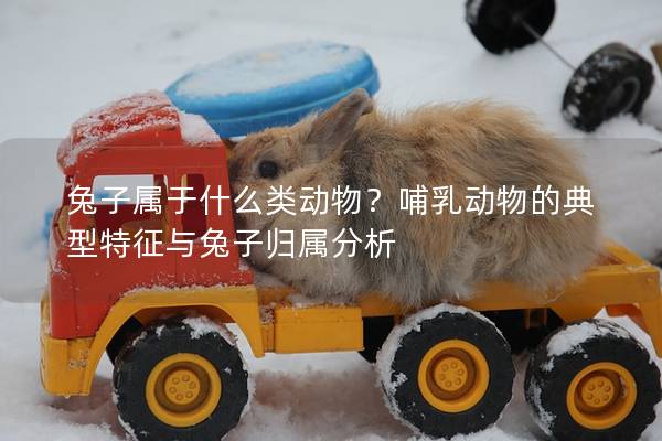 兔子属于什么类动物？哺乳动物的典型特征与兔子归属分析