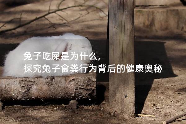 兔子吃屎是为什么, 探究兔子食粪行为背后的健康奥秘