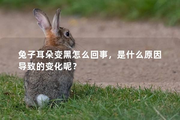 兔子耳朵变黑怎么回事，是什么原因导致的变化呢？