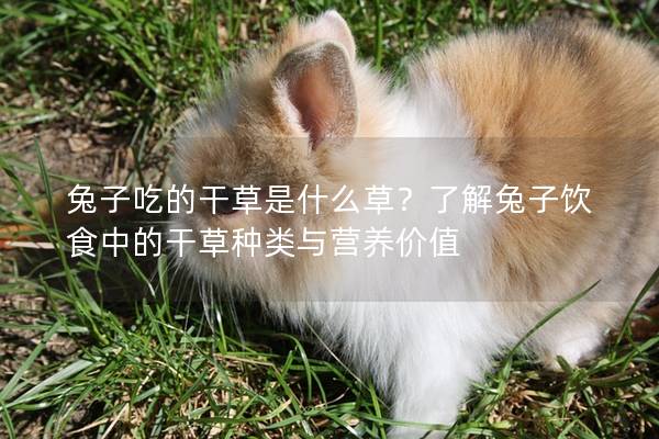 兔子吃的干草是什么草？了解兔子饮食中的干草种类与营养价值