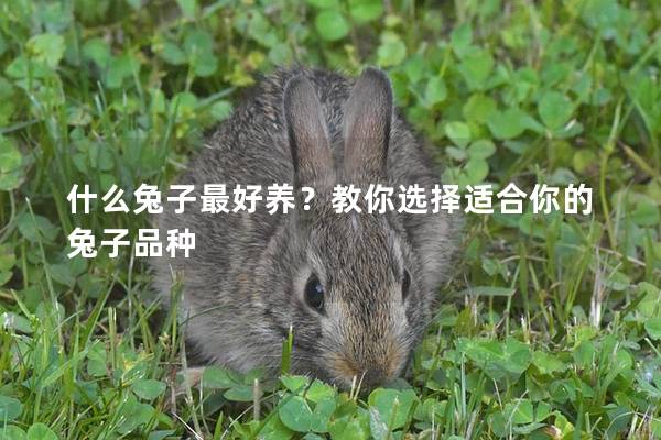 什么兔子最好养？教你选择适合你的兔子品种