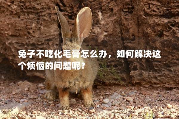 兔子不吃化毛膏怎么办，如何解决这个烦恼的问题呢？