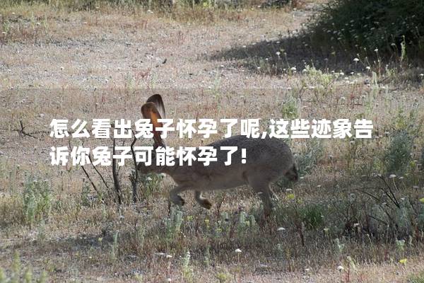 怎么看出兔子怀孕了呢,这些迹象告诉你兔子可能怀孕了!