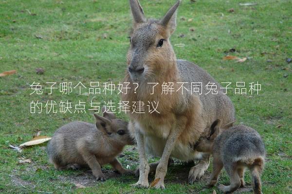兔子哪个品种好？了解不同兔子品种的优缺点与选择建议