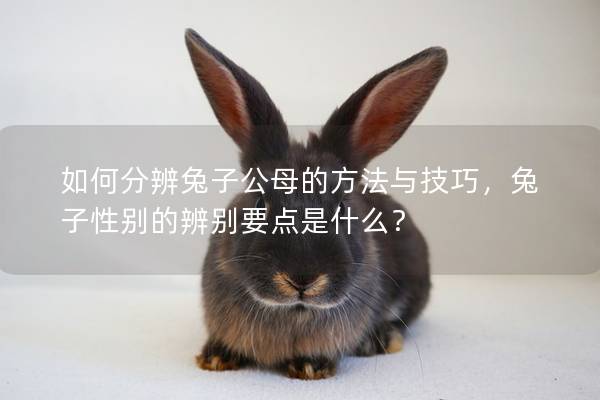 如何分辨兔子公母的方法与技巧，兔子性别的辨别要点是什么？
