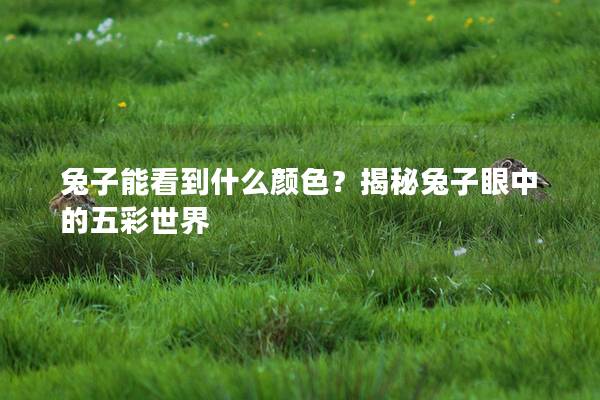 兔子能看到什么颜色？揭秘兔子眼中的五彩世界