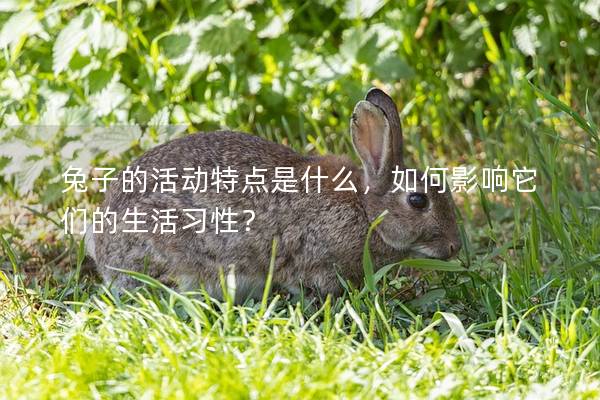 兔子的活动特点是什么，如何影响它们的生活习性？