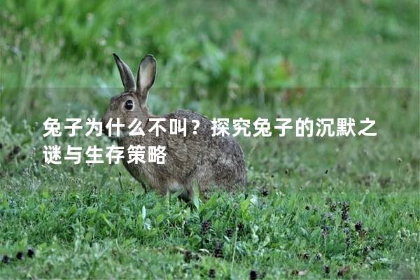 兔子为什么不叫？探究兔子的沉默之谜与生存策略
