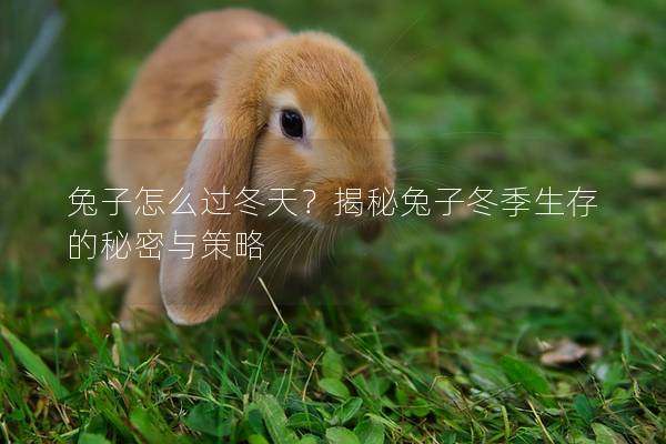 兔子怎么过冬天？揭秘兔子冬季生存的秘密与策略