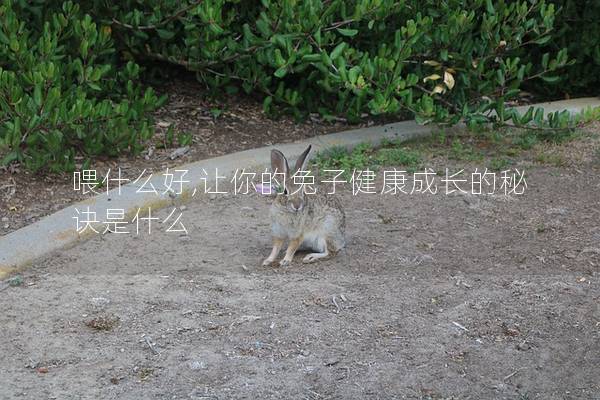 喂什么好,让你的兔子健康成长的秘诀是什么