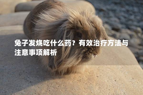 兔子发烧吃什么药？有效治疗方法与注意事项解析