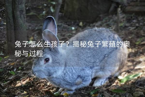 兔子怎么生孩子？揭秘兔子繁殖的奥秘与过程