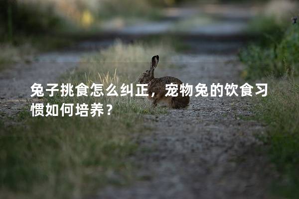 兔子挑食怎么纠正，宠物兔的饮食习惯如何培养？