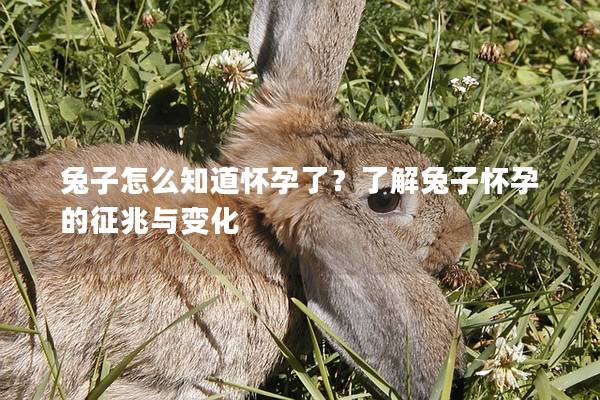 兔子怎么知道怀孕了？了解兔子怀孕的征兆与变化