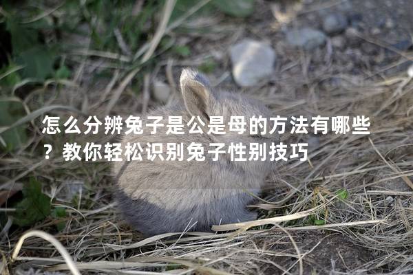 怎么分辨兔子是公是母的方法有哪些？教你轻松识别兔子性别技巧