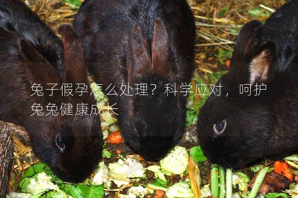 兔子假孕怎么处理？科学应对，呵护兔兔健康成长