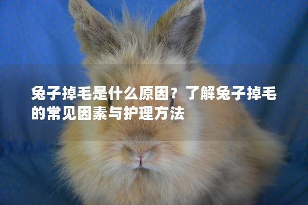 兔子掉毛是什么原因？了解兔子掉毛的常见因素与护理方法
